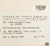 Sphagnum recurvum image