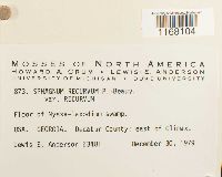 Sphagnum recurvum image