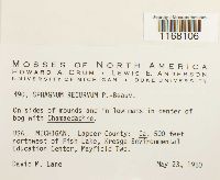 Sphagnum recurvum image