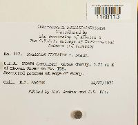 Sphagnum recurvum image