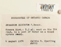 Sphagnum recurvum image