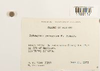 Sphagnum recurvum image