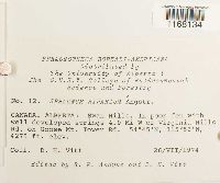 Sphagnum riparium image