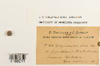 Sphagnum russowii image