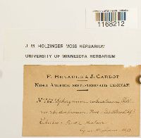 Sphagnum russowii image