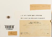 Sphagnum russowii image