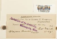 Sphagnum russowii image