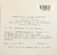 Sphagnum russowii image