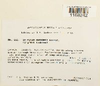 Sphagnum russowii image