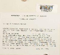 Sphagnum russowii image