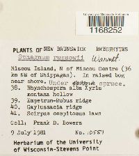 Sphagnum russowii image