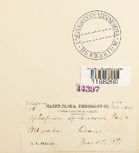 Sphagnum squarrosum image