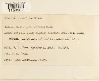 Sphagnum squarrosum image