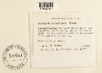 Sphagnum squarrosum image