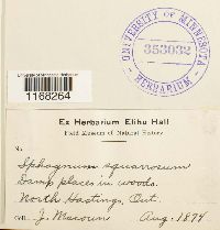 Sphagnum squarrosum image