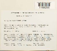 Sphagnum squarrosum image