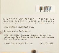 Sphagnum squarrosum image