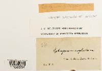 Sphagnum contortum image