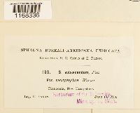 Sphagnum subsecundum image