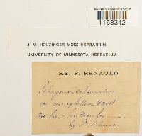 Sphagnum subsecundum image