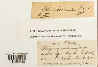 Sphagnum subsecundum image