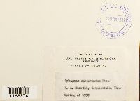 Sphagnum subsecundum image