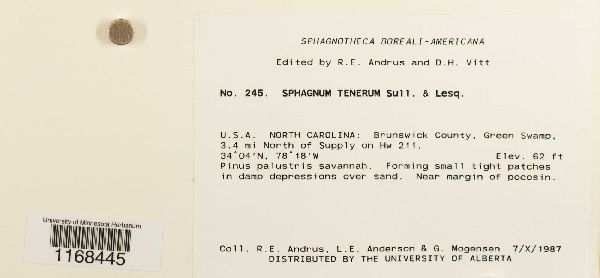 Sphagnum tenerum image