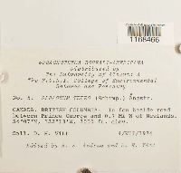 Sphagnum teres image