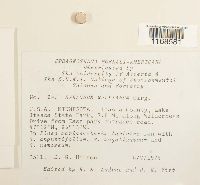 Sphagnum wulfianum image