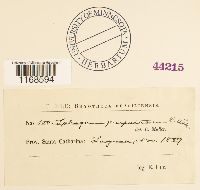 Sphagnum tenerum image