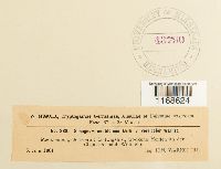 Image Associated With the Occurrence