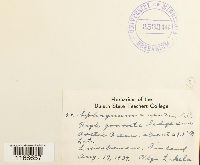 Sphagnum compactum image