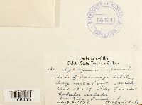 Sphagnum compactum image