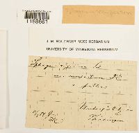 Sphagnum compactum image