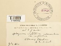 Sphagnum contortum image