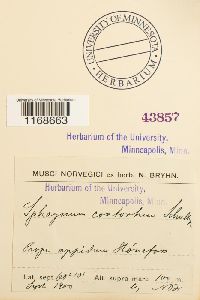 Sphagnum contortum image