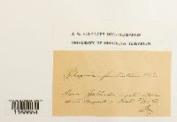 Sphagnum fimbriatum image