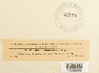 Sphagnum fuscum image