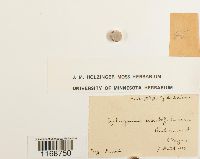 Sphagnum capillifolium image