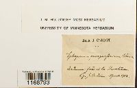 Sphagnum quinquefarium image