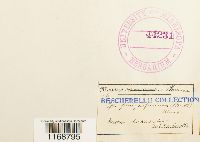 Sphagnum quinquefarium image