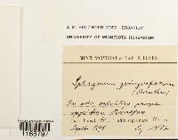 Sphagnum quinquefarium image