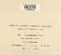 Sphagnum platyphyllum image