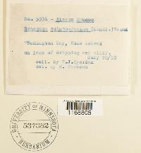 Sphagnum quinquefarium image