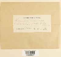 Sphagnum fallax image