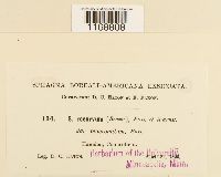 Sphagnum fallax image