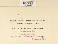 Sphagnum fallax image