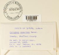 Sphagnum recurvum image