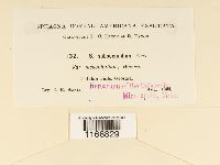 Sphagnum subsecundum image