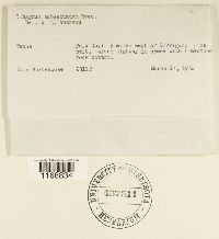 Sphagnum subsecundum image